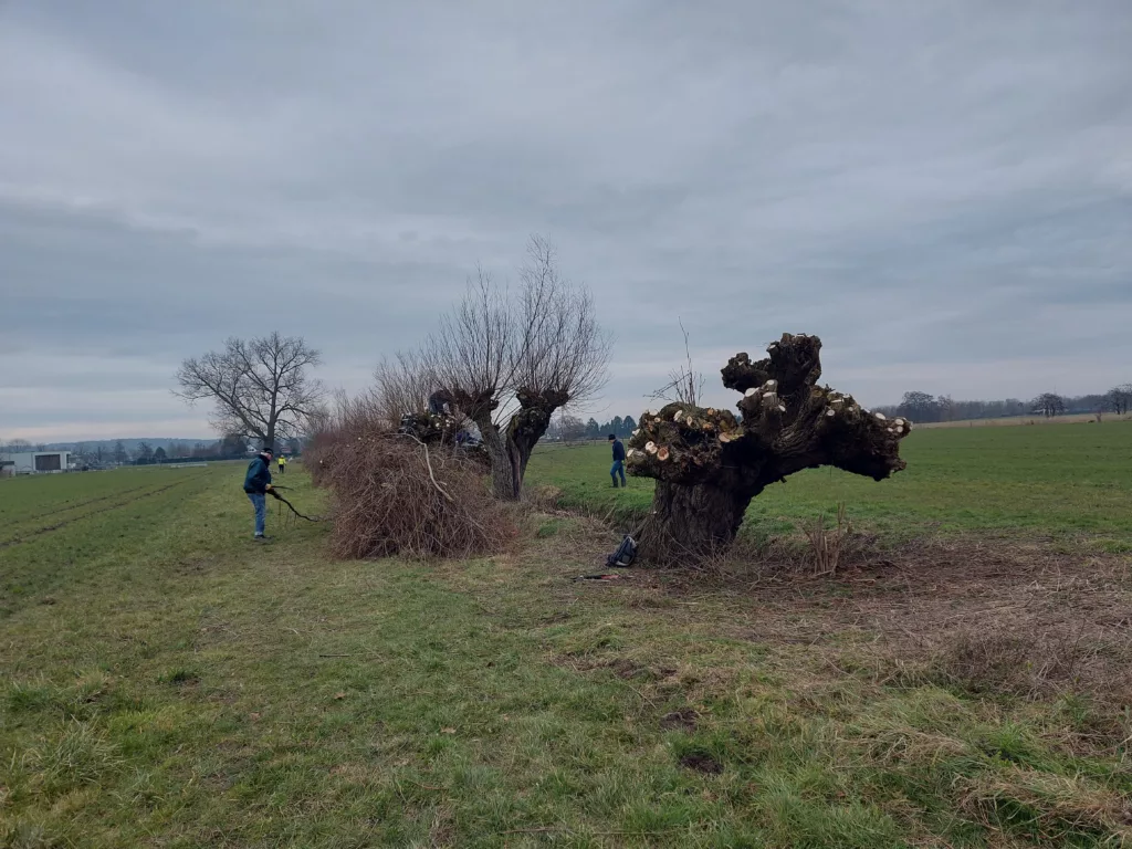 kale bomen