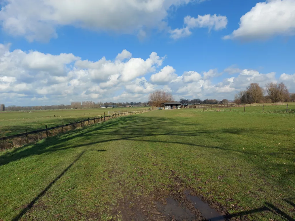 Wilgenbomen met een volle pruik. Dat wordt knotten!